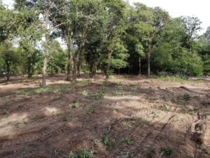 image of tree removal on private property land clearing, demolition and excavation services in Austin, Texas by R&M Land clearing, demolition, and land excavation in Bastrop